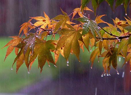 آخرین آمار بارندگی استهبان