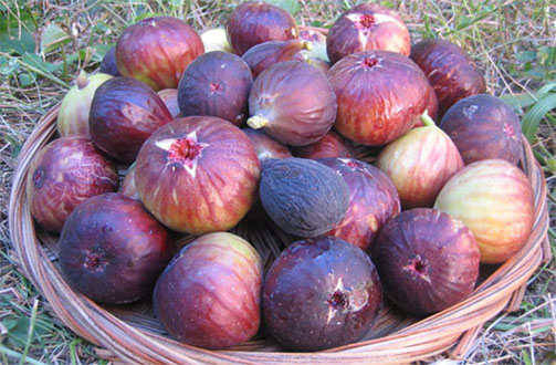 خواص انجیر سیاه